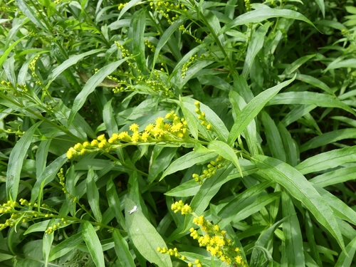 Solidago canadensis iNat (3)