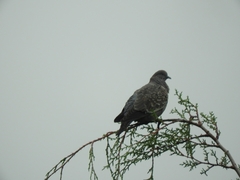 Patagioenas maculosa