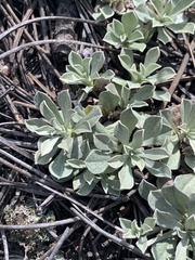 Antennaria parvifolia