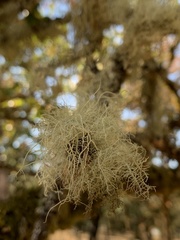 Usnea dasopoga