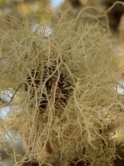 Usnea dasopoga