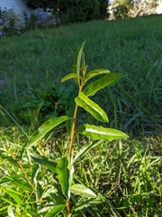 Elaeagnus