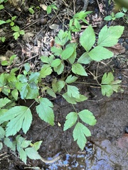 Xanthorhiza simplicissima