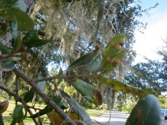 Belonocnema treatae