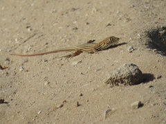 Acanthodactylus schreiberi
