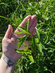 Elaeagnus