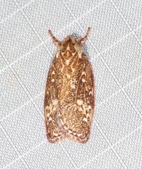 Euchaetis metallota