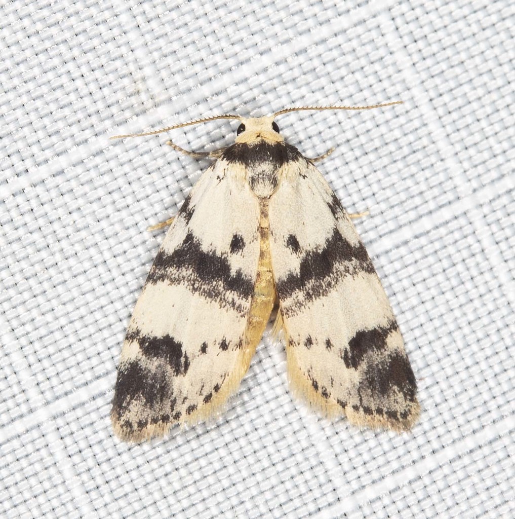 Thallarcha sparsana