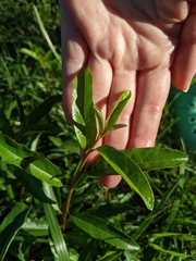 Elaeagnus