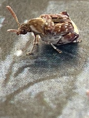 Penthobruchus germaini