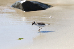 Charadrius semipalmatus