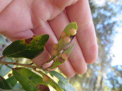 Belonocnema treatae