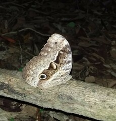 Caligo beltrao