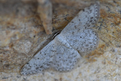 Scopula marginepunctata