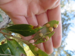 Belonocnema treatae