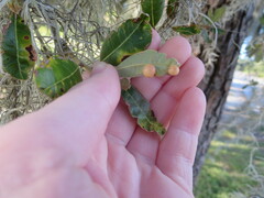Belonocnema treatae