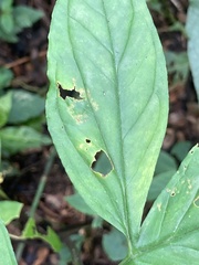 Syngonium podophyllum