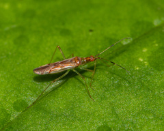 Dicyphus famelicus