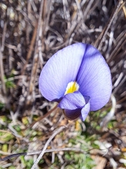 Lotononis filiformis