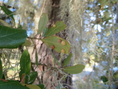 Belonocnema treatae