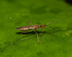 Dicyphus famelicus