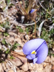 Lotononis filiformis