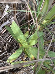 Asclepias incarnata