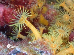 Yellow cluster anemone