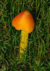 Hygrocybe acutoconica