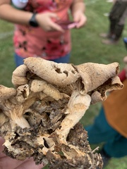 Pleurotus citrinopileatus