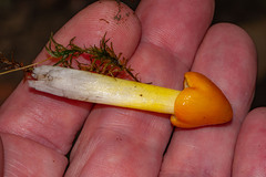 Hygrocybe acutoconica