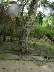 Ficus aurea