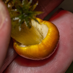 Hygrocybe acutoconica