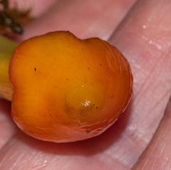 Hygrocybe acutoconica