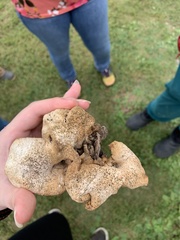 Pleurotus citrinopileatus