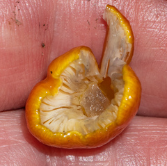 Hygrocybe acutoconica