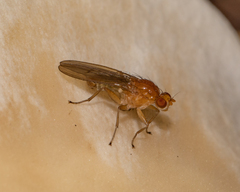 Suillia laevis