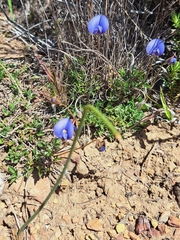 Lotononis filiformis