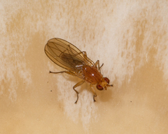 Suillia laevis