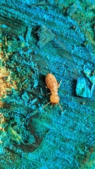 Zootermopsis