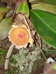 Calostoma lutescens