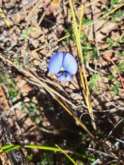 Lotononis filiformis