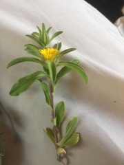 Asteriscus aquaticus