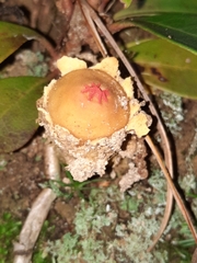 Calostoma lutescens