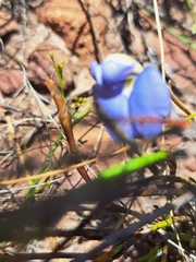 Lotononis filiformis