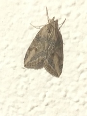 Chesias isabella