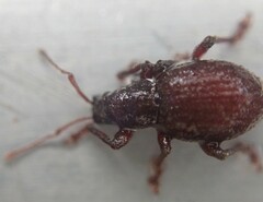 Entiminae