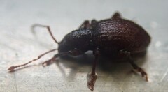 Entiminae