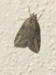 Chesias isabella