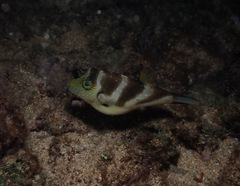 Canthigaster coronata
